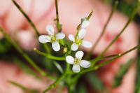 Cardamine flexuosa