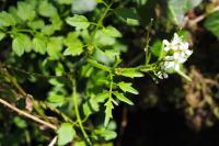 Cardamine flexuosa
