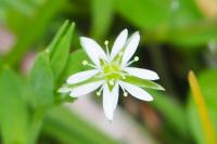 Stellaria alsine