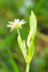 Stellaria alsine