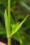 Stellaria alsine