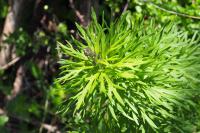Aconitum napellus