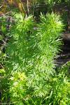 Aconitum napellus