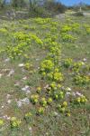 Euphorbia seguieriana