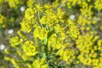 Euphorbia seguieriana