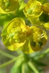 Euphorbia seguieriana