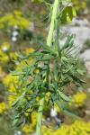 Euphorbia seguieriana