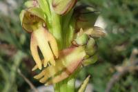 Orchis anthropophora