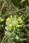 Alyssum alyssoides