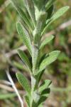 Alyssum alyssoides