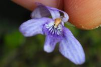 Viola reichenbachiana