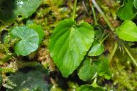Viola reichenbachiana