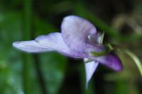 Viola reichenbachiana
