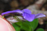 Viola riviniana