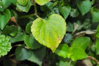 Viola riviniana