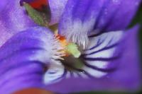 Viola riviniana