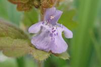 Glechoma hederacea