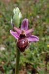 Ophrys aveyronensis