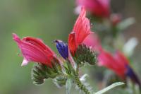 Echium creticum