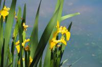 Iris pseudacorus