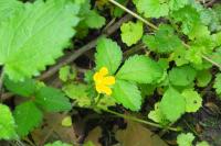 Potentilla indica
