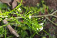 Cardamine flexuosa