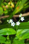 Myosotis martini