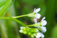 Myosotis martini