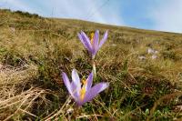 Crocus nudiflorus
