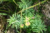Euphorbia cyparissias
