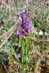 Anacamptis morio