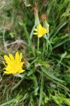 Scorzonera humilis