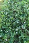 Trifolium subterraneum