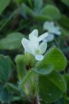 Trifolium subterraneum