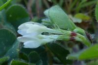 Trifolium subterraneum