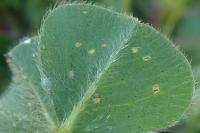 Trifolium subterraneum