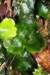 Dumortiera hirsuta
