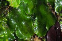 Dumortiera hirsuta