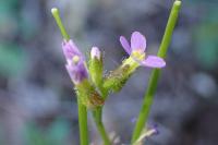 Arabis verna
