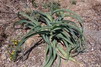 Allium commutatum