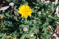 Glebionis segetum