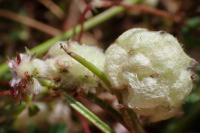 Trifolium tomentosum