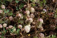 Trifolium tomentosum