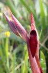 Serapias strictiflora