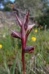 Serapias strictiflora