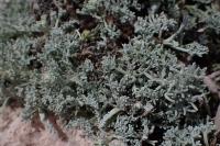 Artemisia caerulescens