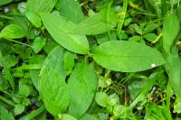 Symphytum tuberosum