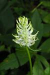 Phyteuma spicatum