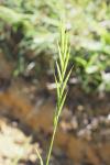 Brachypodium rupestre