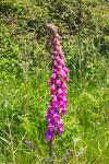 Digitalis purpurea
